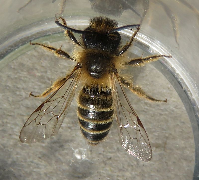    Yellow legged Mining Bee 